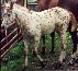Really Roman x Calico Saura
