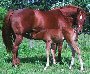 Coronas Siesta x Bellerae Fass