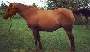 Leo Flower x Osage April