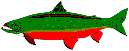 chinook king salmon