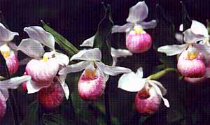 orchids