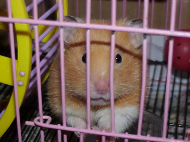 Fatso the Hamster