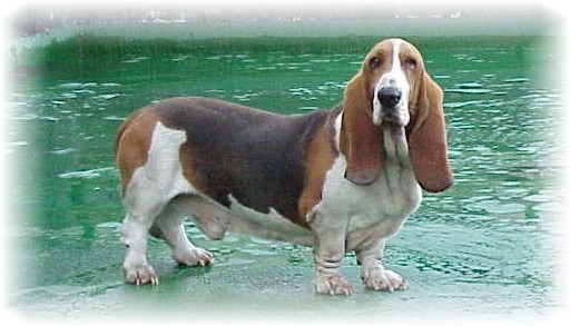 Fred the Bassett Hound