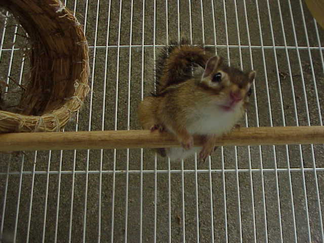 our male chipmunk