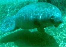 Manatee