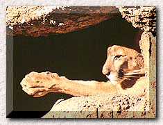  Florida Panther