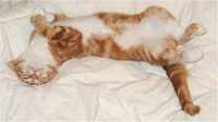 Zinni Relaxing at 12 weeks