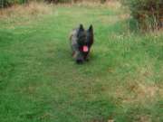 Watch out! Here comes Polly...