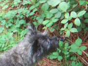 Monty picking blackberries