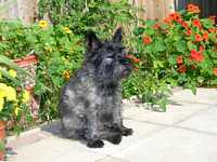 Monty sunbathing
