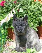 Monty Wilting