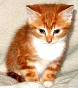 Zinni at 6 weeks