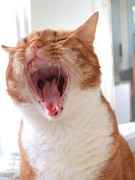 Yaaawwnnn!