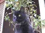 Black Kat