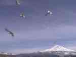 Fly