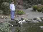 A boy and his ducks