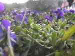 Flowed Bed