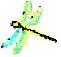 Picture of a Dragonfly