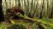 Picture of a Forest