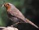 Picture of European Robin