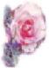 Picture of a Rose