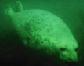Picture of a Seal