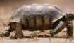 Picture of Turtle