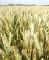 Picture of Wheat field