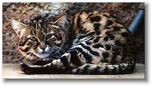 Black Footed Cat