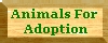 View Animals For Adoption