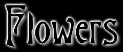 Digital Photography - Flowers!