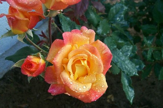 Red and Yellow Roses in early morning dew