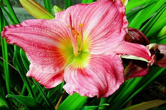 Red Lily