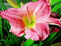 Red Lily_11