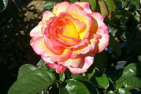 Red and Yellow Rose