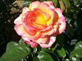 Pink and Yellow Rose_12