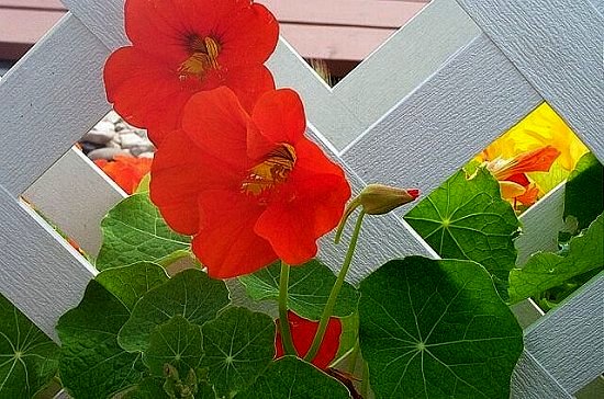 Red Nasturtiums