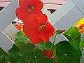 Red Nasturtiums_15
