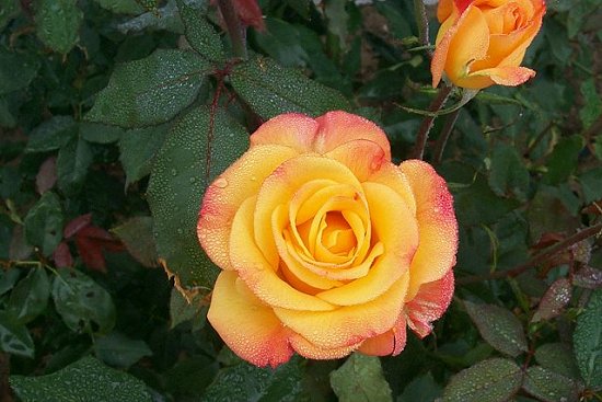 Yellow and Red Rose covered in early morning Dew