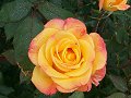 Yellow and Orange Rose covered with dew_16