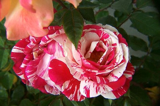 Varigated Red and White Roses