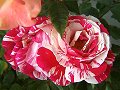 Peppermint Roses_17
