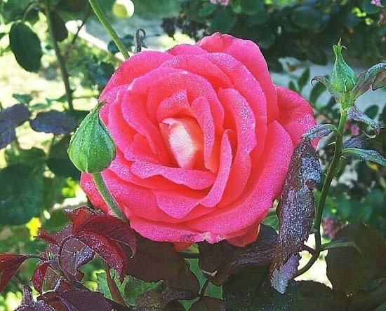 Dark Pink Rose covered in early morning Dew