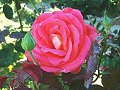 Dark Pink Rose covered in early morning dew_18
