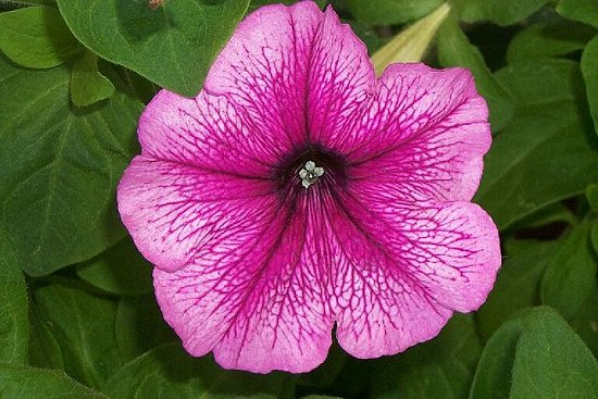 Pink Geranium