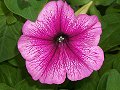 Pink Geranium_19