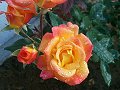 Yellow and Red Roses_1