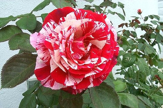 Red and White Varigated Rose