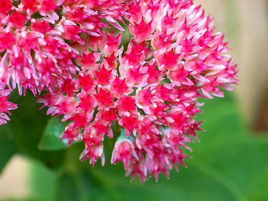 Pink ???