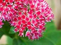 Pink ???_20